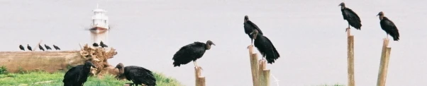 Image:UrubuLabrea.jpg