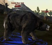 Kodiak Bear