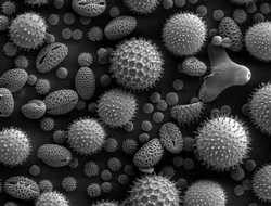 Scanning electron microscope image of pollen grains from a variety of common plants: sunflower (Helianthus annuus), morning glory (Ipomoea purpurea), prairie hollyhock (Sidalcea malviflora), oriental lily  (Lilium auratum), evening primrose (Oenothera fruticosa), and castor bean (Ricinus communis).
