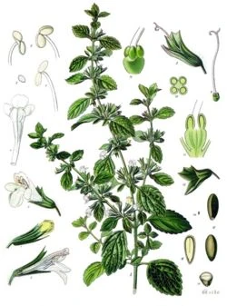 Melissa officinalis (ilustraţie)