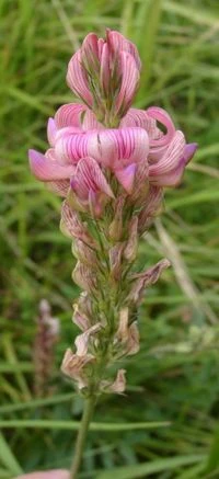 Onobrychis viciaefolia