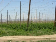 Early season hop growth in a hop yard in the Yakima Valley, Washington with Mount Adams in the distance