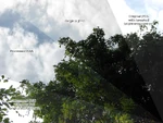 JPEG vs. RAW