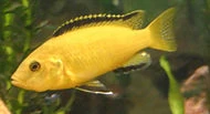 image:yellowlab.jpg