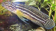 image:juliecichlid.jpg