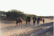 Cholistan Desert
