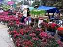 Flower Ladies on Nhi Tam Street