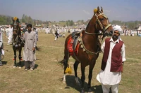 One of the horses on display at the annual horse & cattle show