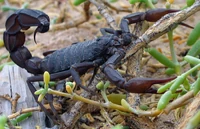 A Scorpion