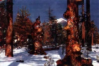 A heavily mutated forest.