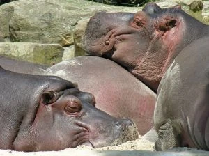 Image:551221 hippopotamus.jpg