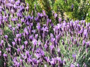 Image:1005728 lavender.jpg