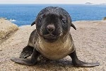 National Seal of Killallippies