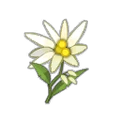 Edelweiss