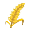 Wheat