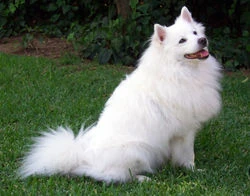 Image:AmericanEskimoDog.jpg