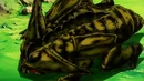 Cell as a larvae.