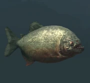 Race: Piranha - to upload a more specific image, click here