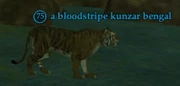 A bloodstripe kunzar bengal