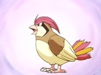 EP009_Pidgeotto.png