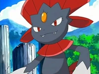 Weavile de Paul/Polo