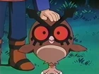Hoothoot de Gary