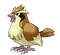 Pidgey