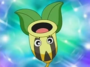 Sunkern