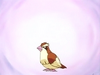 pidgey
