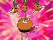 Dodrio