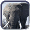 Image:Elephant.gif