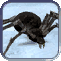 Image:Baby Spider.gif