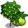 Guava Tree