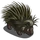 Porcupine