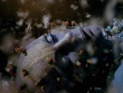 Zhaan buds during starvation.