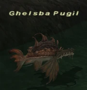 Ghelsba Pugil