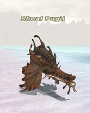 Shoal Pugil