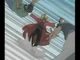 Edward Elric