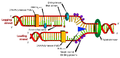 Thumbnail for version as of 23:25, November 14, 2007