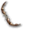 Arc plat Ailedacier (apparence)