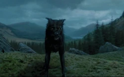 Sirius as "Padfoot" in 1994.