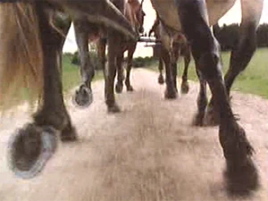 Image:47_horses_Pride_and_Prejudice.jpg
