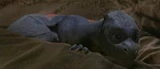 Saphira after hatching from her egg