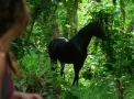 Caballo de Kate