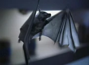 Eine Pyrithianische Fledermaus.