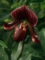 Paphiopedilum Cypripedium, eine asiatische Orchidee von der Erde