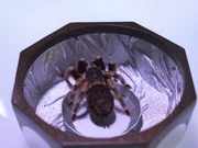 Christina, O'Briens Vogelspinne