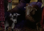 A Terran sheep (right) and a goat.