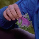 An oskoid leaf.