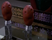 Cloned potatoes